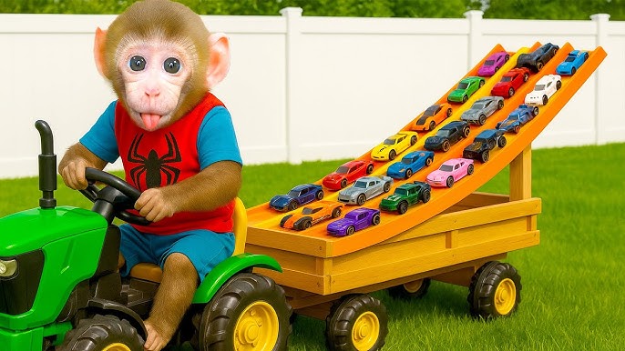 Monkey playing with toy cars