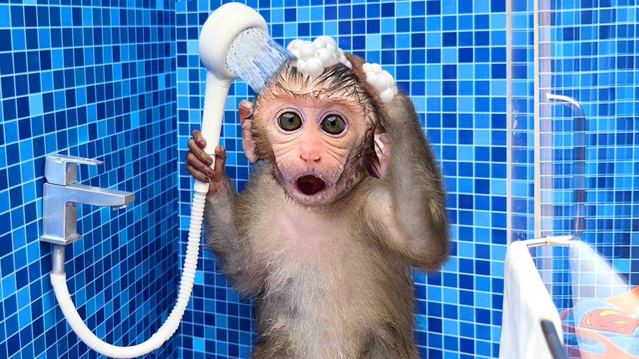 Monkey taking shower with expensive shampoo and soap